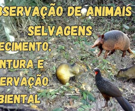 Animais Silvestres e Camping Como Observar Sem Interferir