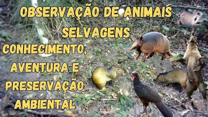Animais Silvestres e Camping Como Observar Sem Interferir