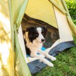 Animais de Estimação no Camping
