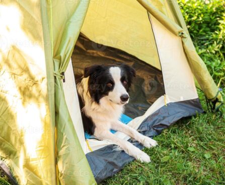 Animais de Estimação no Camping