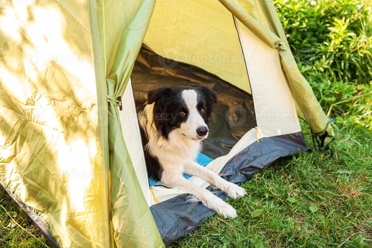 Animais de Estimação no Camping